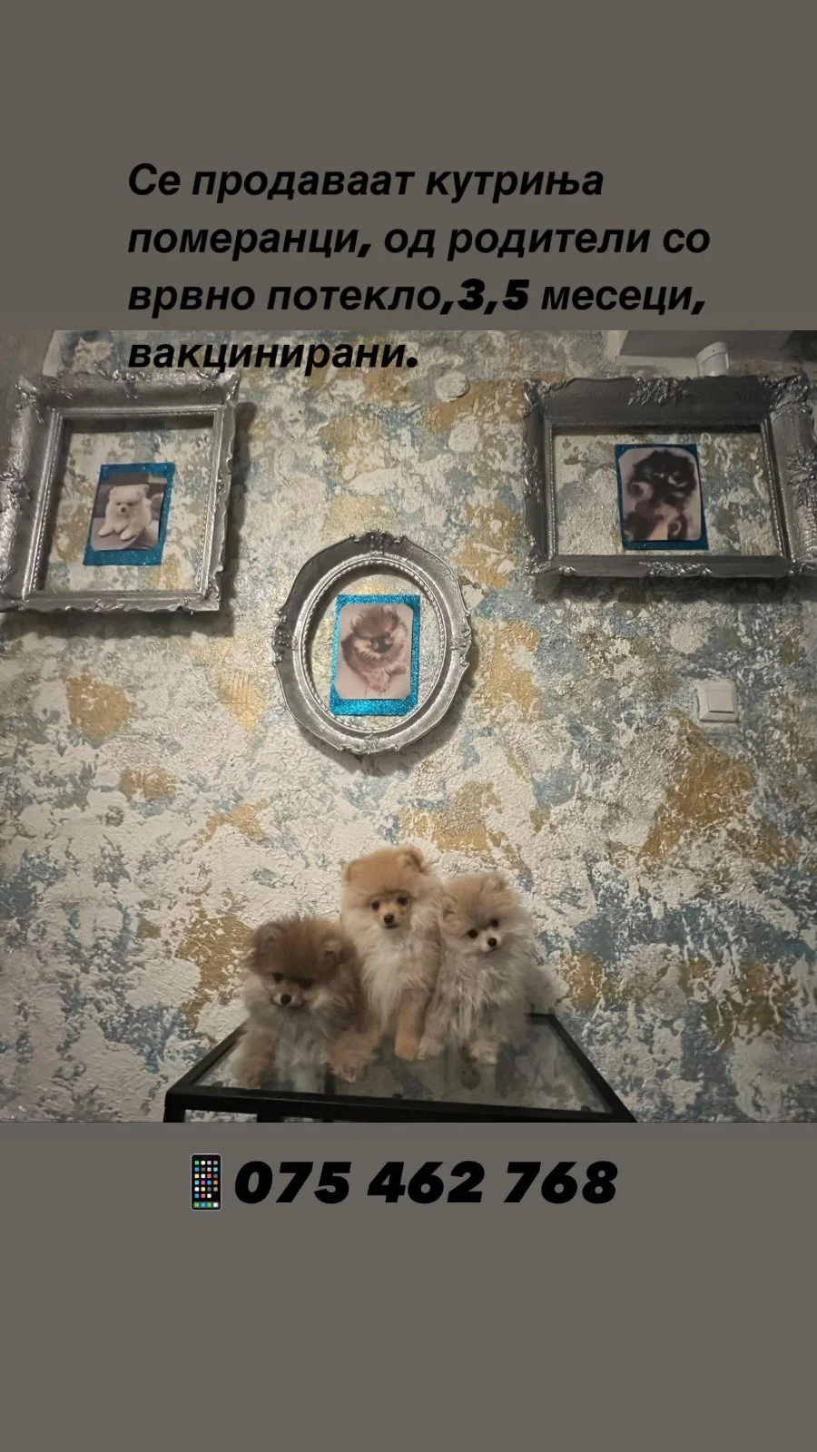 Померанец