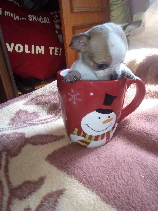 Mops i čivava štenci na prodaju