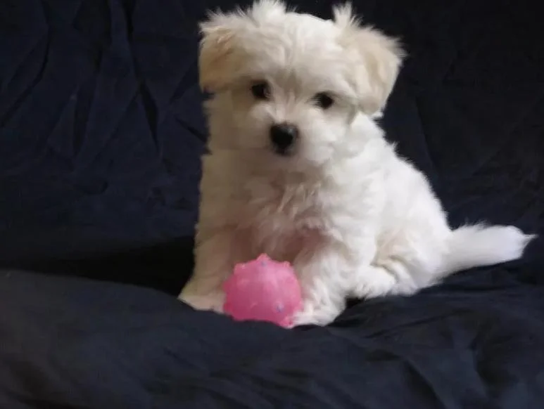 Maltezer i coton de tulear stenci na prodaju