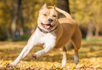 Pitbull terijer i Americki staford terijer