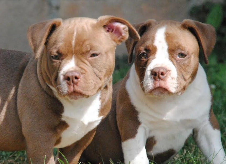American bully pocket micro