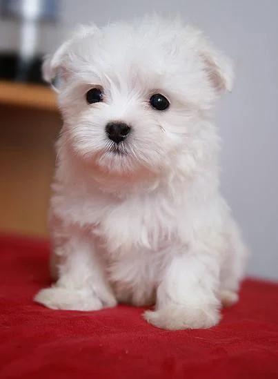 Maltezer i coton de tulear stenci na prodaju