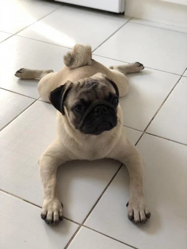 SE PRODAVA MOPS 7 - MESECEN