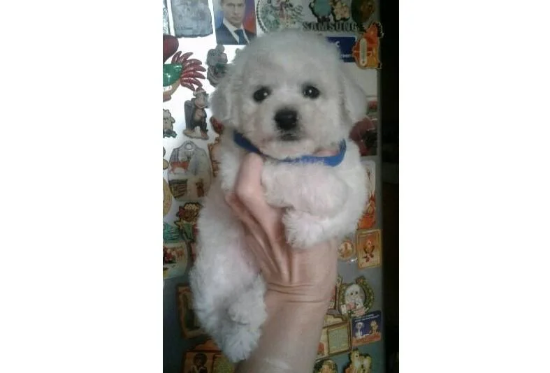Bichon i bolonjezer stenci na prodaju