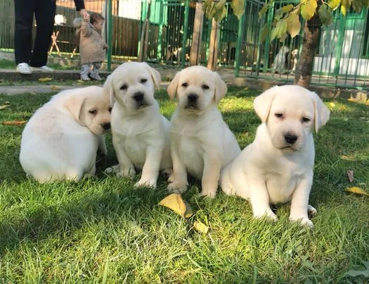 Labrador Retriver štenci