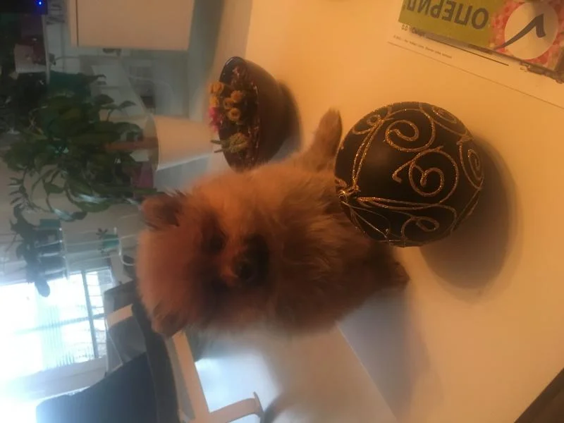 Se prodava zensko kucence od rasata Pomeranian Boo
