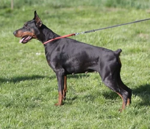 DOBERMAN ŠTENAD