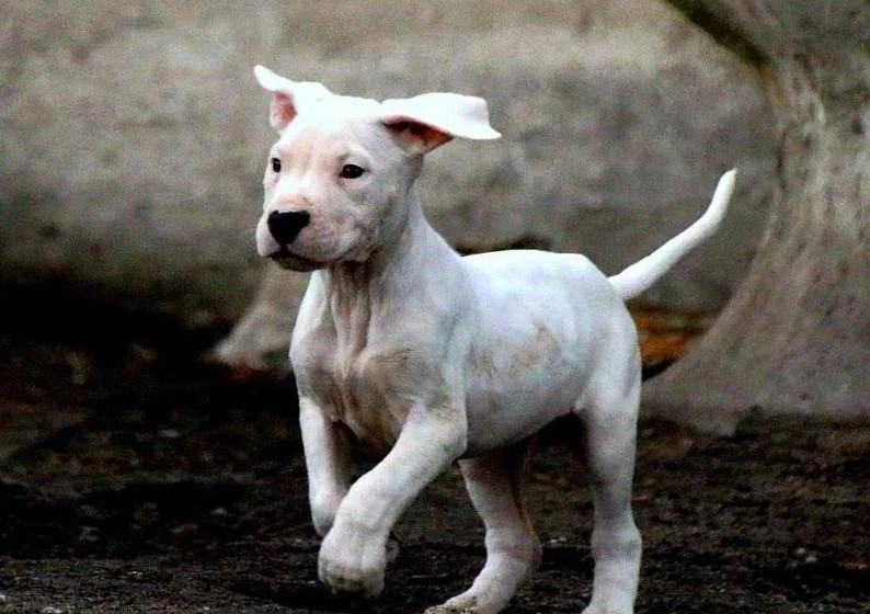 Dogo argentino i bulterijer stenci na prodaju