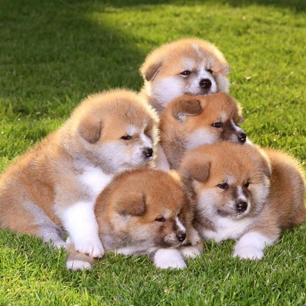 Se prodavaat mali kutrinja od rasata shiba inu