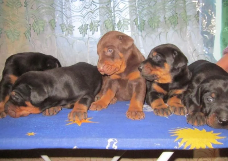 Doberman i rotvajler stenci na prodaju