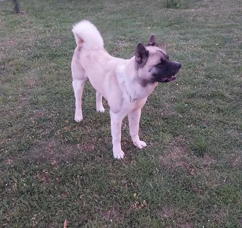 Američka akita, parenje
