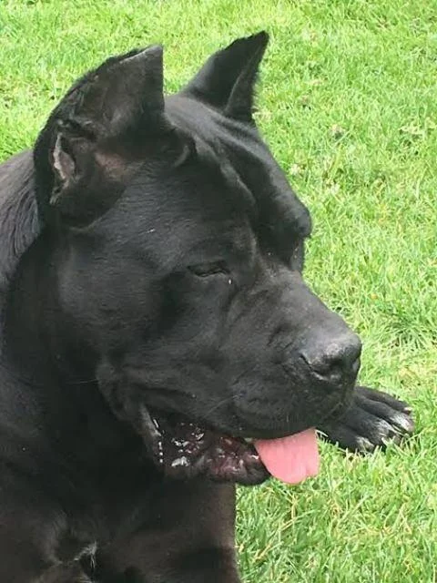 Cane Corso - izvanredan muzjak