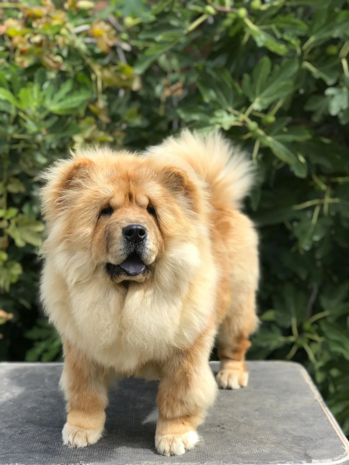 Chow Chow/ Čau Čau štenci!