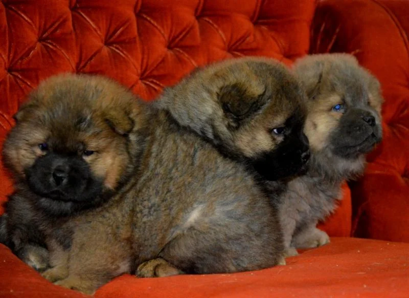 Chow chow stenci na prodaju