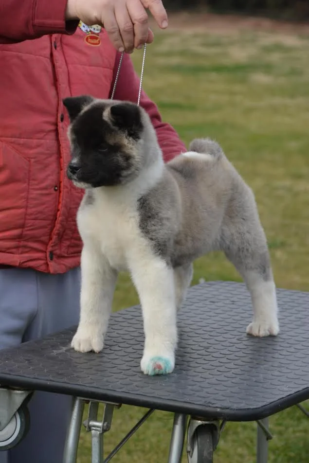 Američka akita