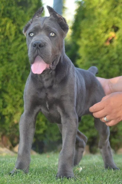 Cane Corso plavi mužjak TOP QUALITY
