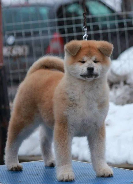 Akita inu