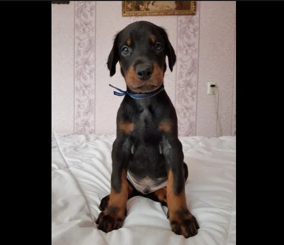 Doberman i rotvajler stenci na prodaju