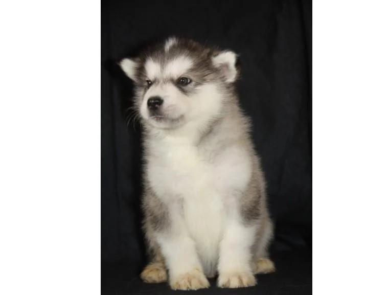 Aljaski malamut i akita inu stenci na prodaju