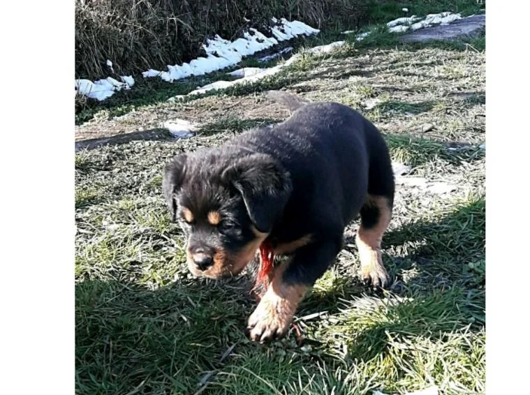 Rotvajler i doberman stenci na prodaju