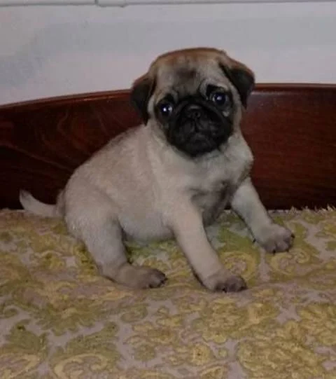 Mops, prvobirano musko stene