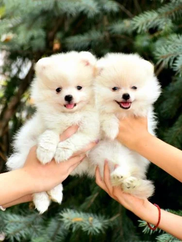 Pomeranac Pomeranian
