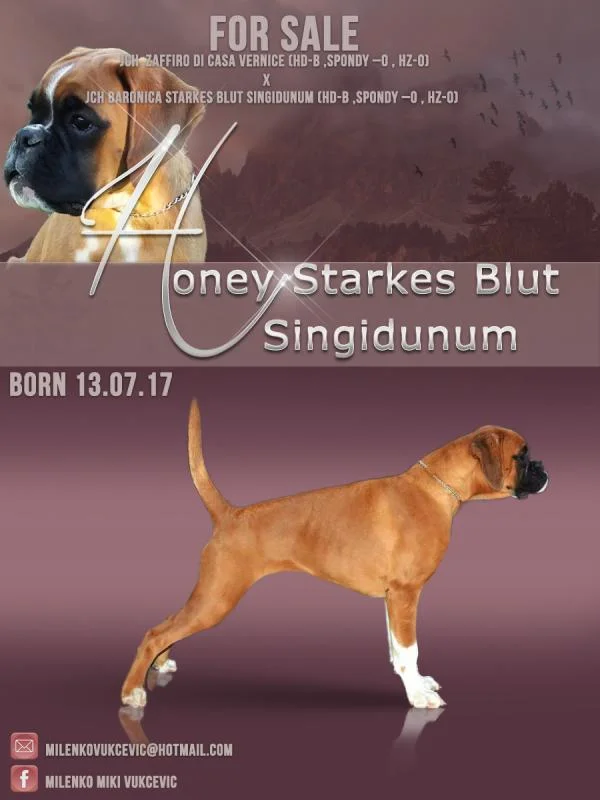 DEUTCHER BOXER ЗА ПРОДАЖБА