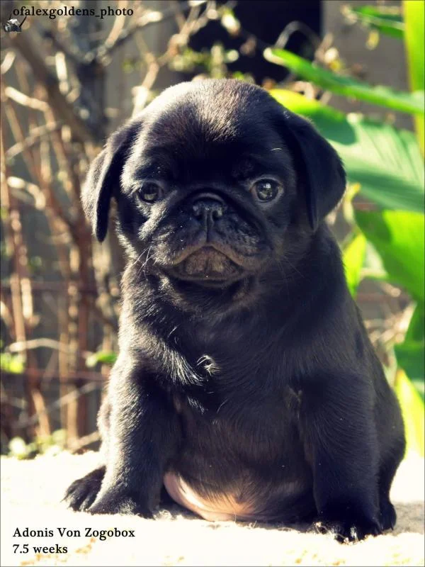 Mops štene