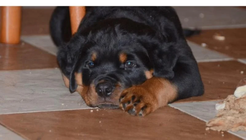 Rotvajler i doberman stenci na prodaju