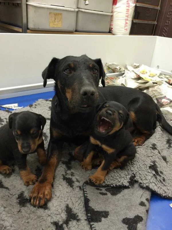 Nemacki lovni terijer i bigl stenci na prodaju