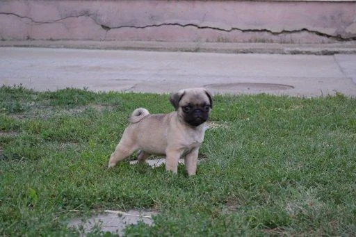 Mops štenci na prodaju