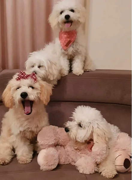 Maltipoo štenci, vrhunskog kvaliteta