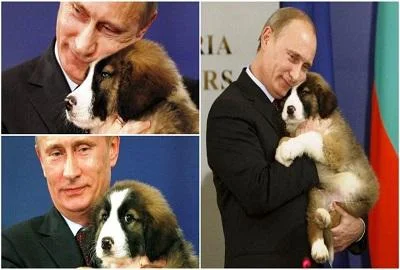 Бугарски овчар – раса која се прослави благодарение на Путин