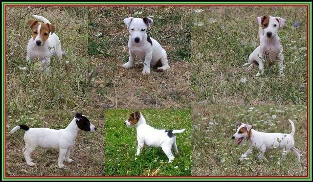 Jack russell terrier - šampionskog porekla
