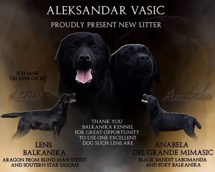 Labrador stenci