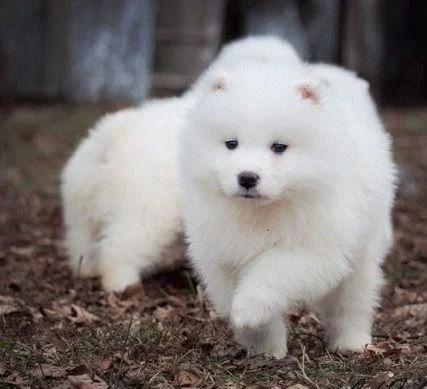 Samojed i sibirski haski stenci na prodaju