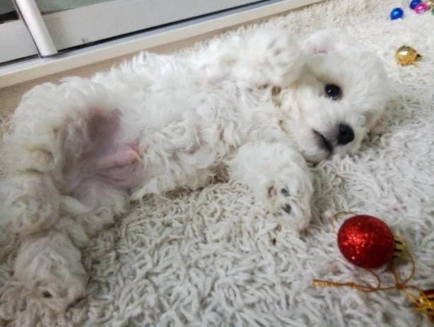 Bichon i bolonjezer stenci na prodaju