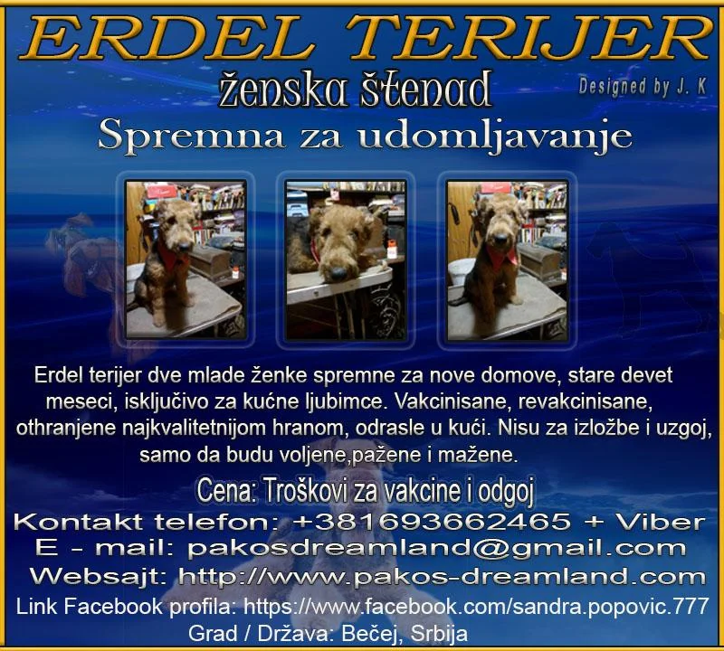 RDEL TERIJER Ženska Štenad spremna za udomljavanje