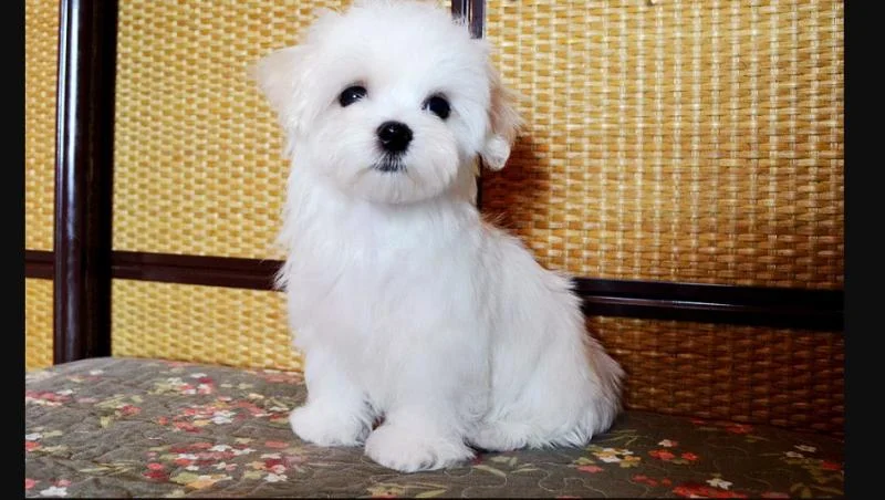 Bichon i bolonjezer stenci na prodaju