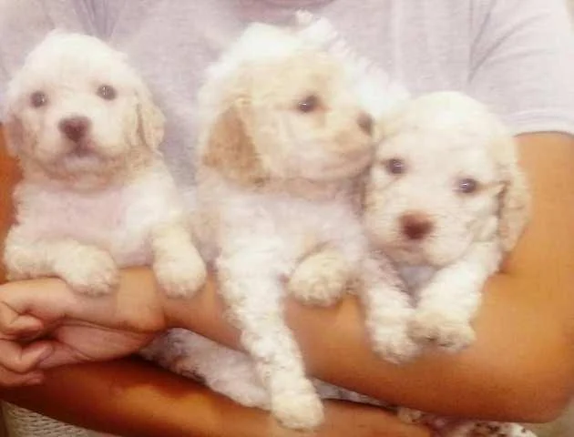 Štenci Lagotto Romagnolo