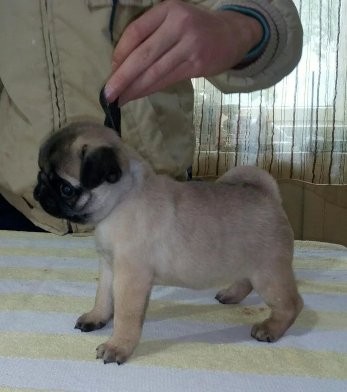 Mops štenci