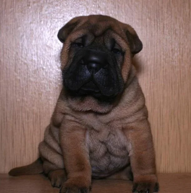 Shar pei i šiba inu stenci na prodaju