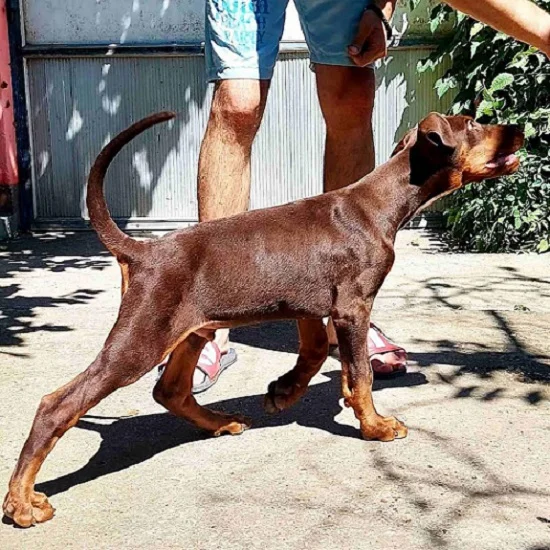 Doberman, muško štene