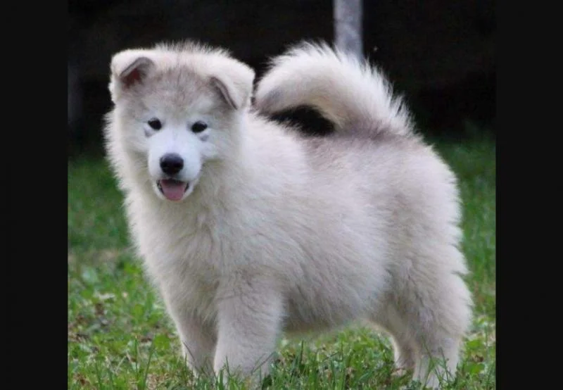Aljaski malamut i akita inu stenci na prodaju