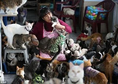 Марија се грижи за 175 болни мачки