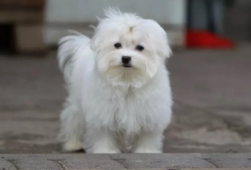 Maltezer i coton de tulear stenci na prodaju