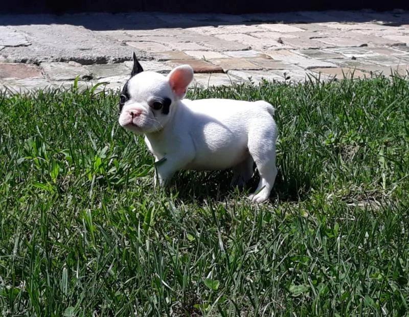 Francuski buldog zensko stene
