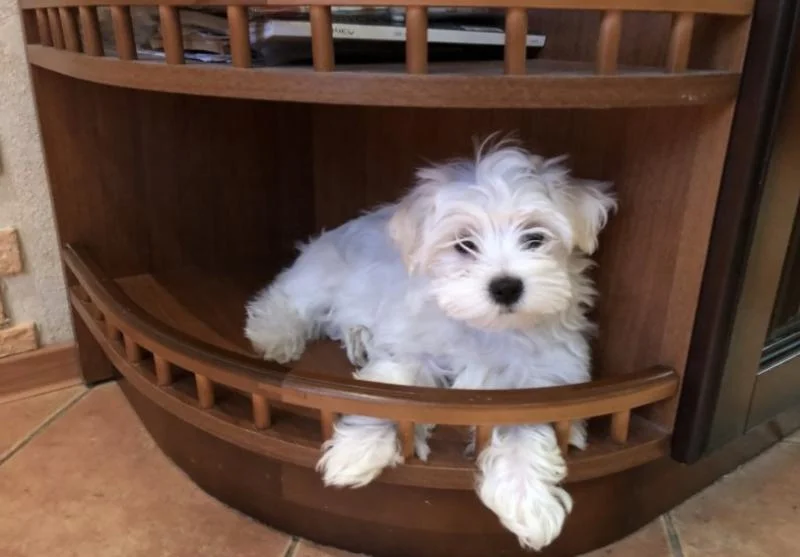 Coton de tulear i maltezer stenci na prodaju