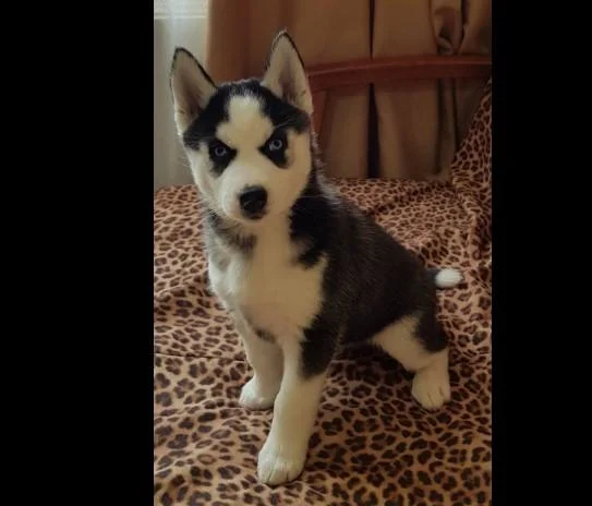 Sibirski haski i samojed stenci na prodaju