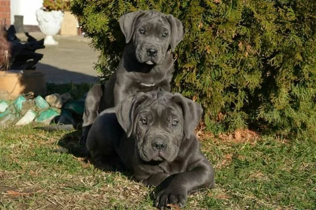 Cane Corso, zenke